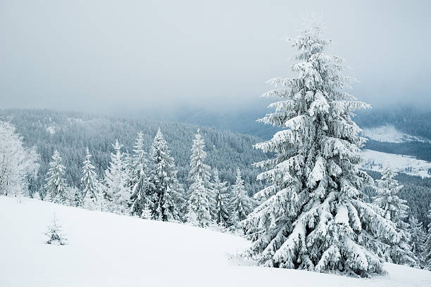 Foggy winter fir in the mountains stock photo