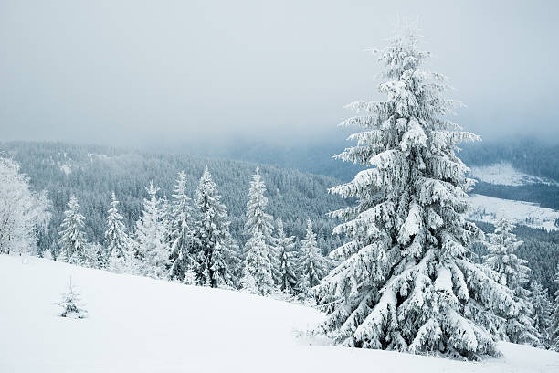 com nevoeiroweather forecast abeto de inverno nas montanhas - wintry landscape snow fir tree winter imagens e fotografias de stock