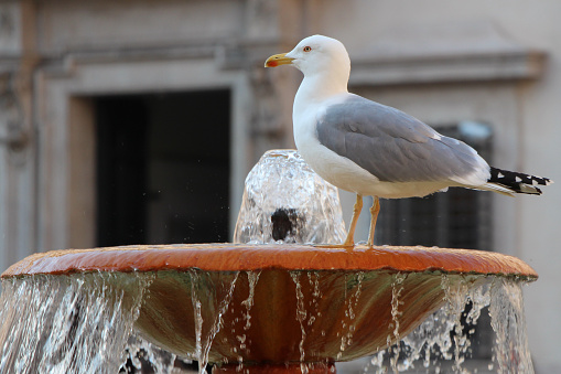 Seagull on the fountain