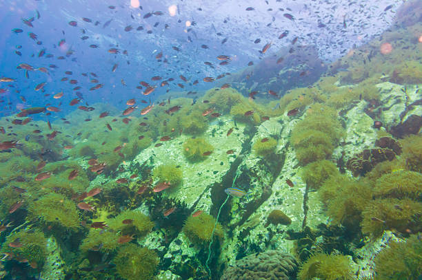 istock Coral Reef for diving at South West Pinnacle 490074066