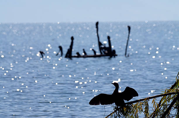 picture of a Cormorant birds in lake prespa, macedonia
