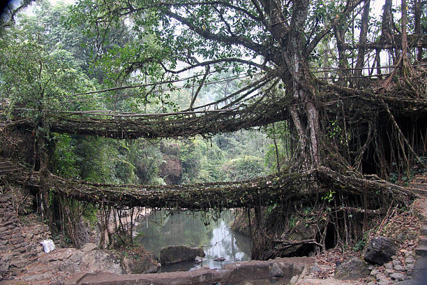 istock Two living root bridges in northeastern India 490075534