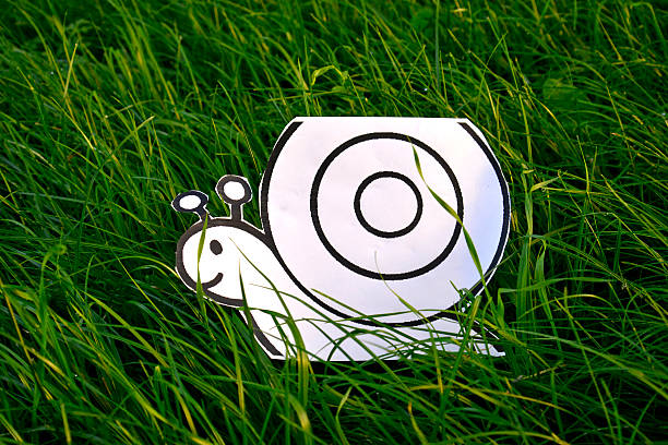 Garden Snail