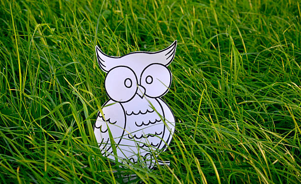 picture of a Coloring book owl bird  in a green grass