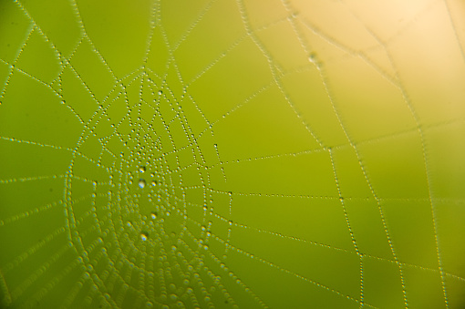 The web with water drops on green background