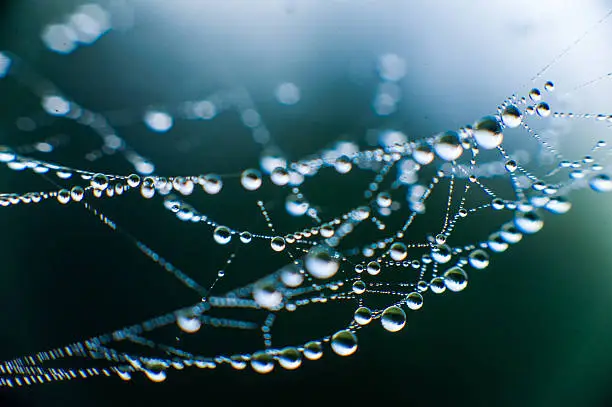 Photo of The web with water drops