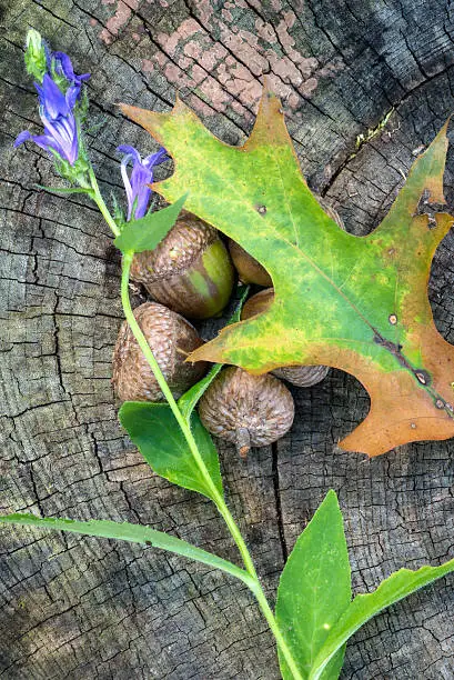 Close-up vertical color image of acorns and oak leaf with purple flower atop tree stump.