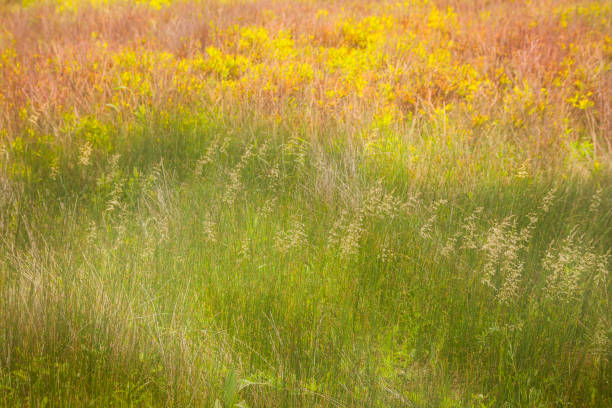 Grassy Field on a Summer Day with Watercolor effect Grassy Field in Prince Edward Island on a summer day, with a watercolor effect given by the wind and post processing techniques. claude monet photos stock pictures, royalty-free photos & images