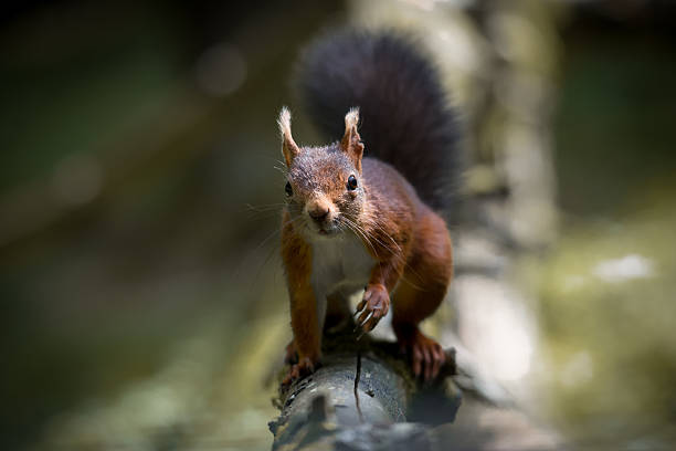 Red Squirrel stock photo