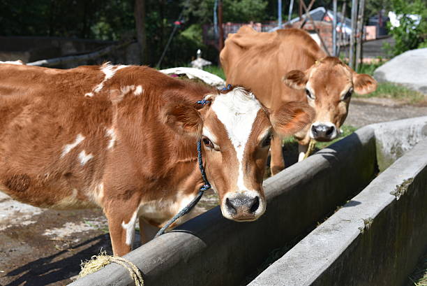 istock Close up of domestic cow 490077968