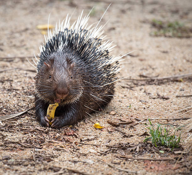 istock Porcupine resting on a ground, eating banana 490078596