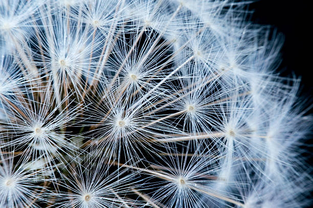 istock Close up of a dandelion flowers. 490079672