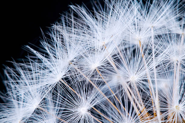 istock Close up of a dandelion flowers. 490079720