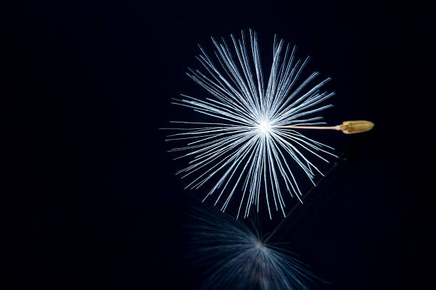 istock Close up of a dandelion flowers. 490079732