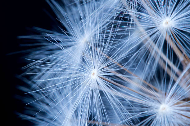 istock Close up of a dandelion flowers. 490079766