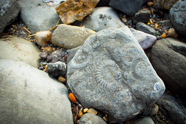 Jurrasic Coast Dorset Ammonite fossils in rocks on the beach between Lyme Regis and Charmouth. In the foreground is a large rock with an eroded ammonite impression. jurassic coast world heritage site stock pictures, royalty-free photos & images