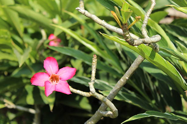 istock Pink plumeria flower 490080732