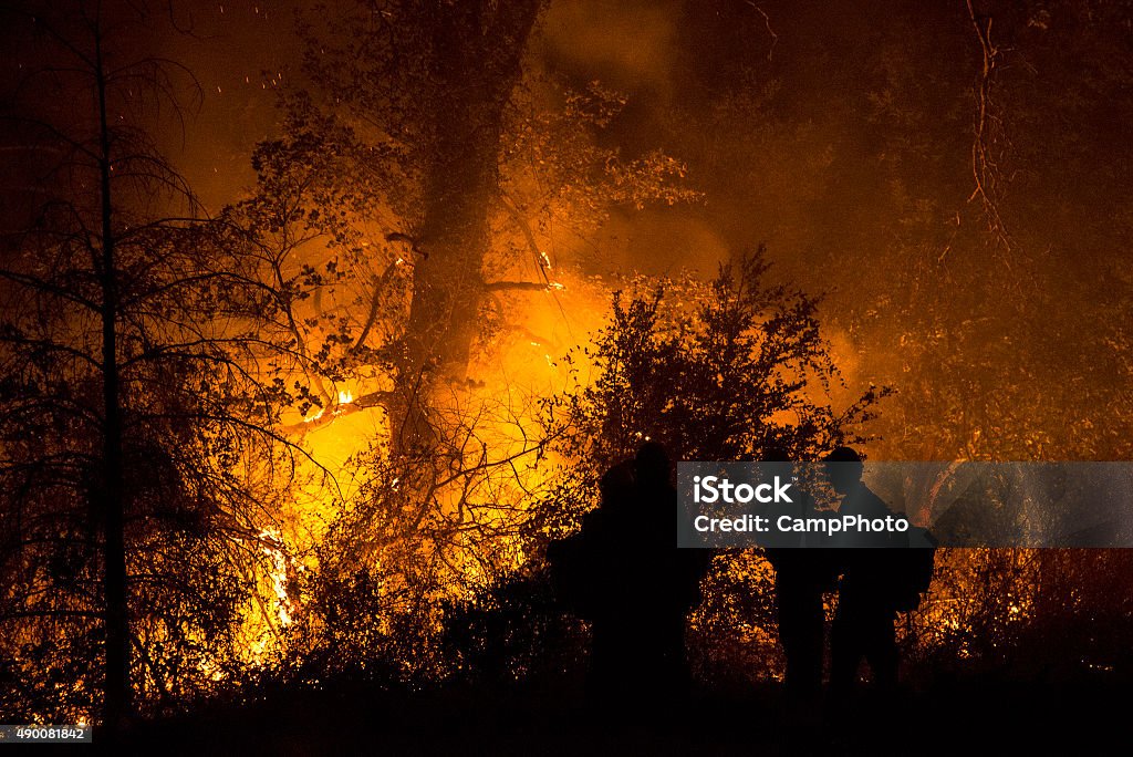 Burning forest Forest flames in the River Complex fire of northern California. August 2015. California Stock Photo