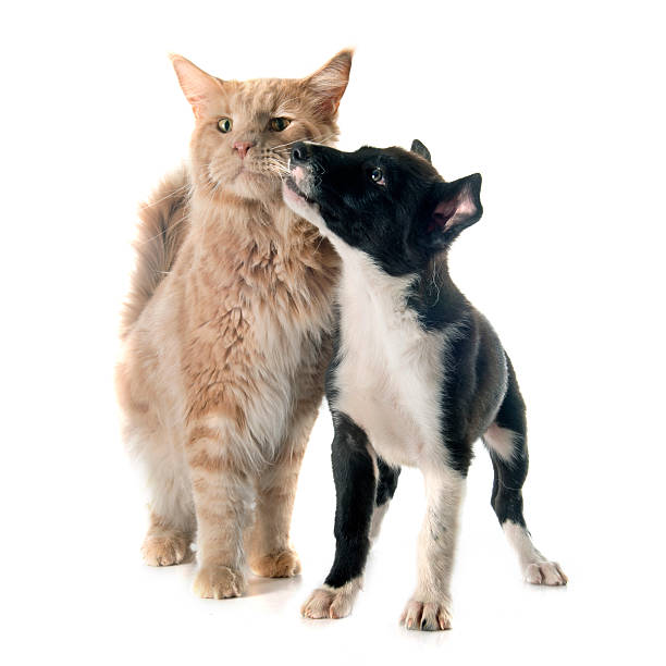 istock puppy border collie and maine coon 490082928