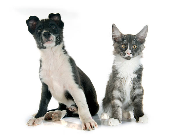 istock puppy border collie and kitten 490082960