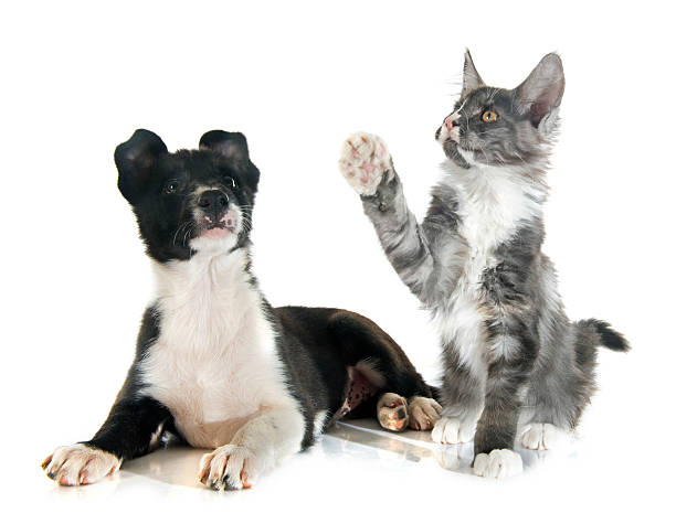 istock puppy border collie and kitten 490082992