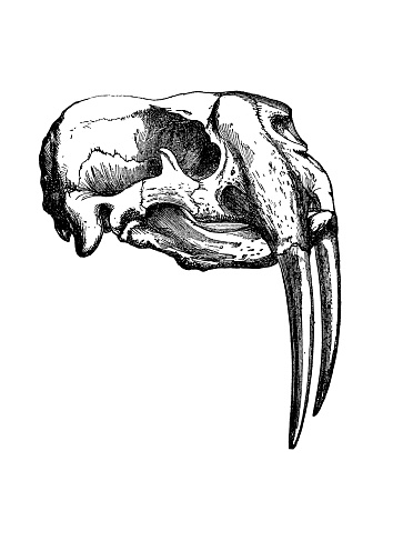 Walrus Skull 