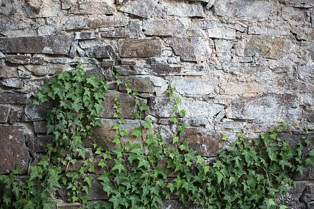 Natural background of lush fresh green beautiful climber growing on grey wall of stone blocks outdoor copyspace, horizontal picture