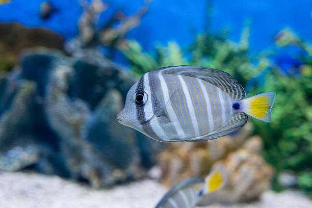istock Photo of a tropical Fish 490084218