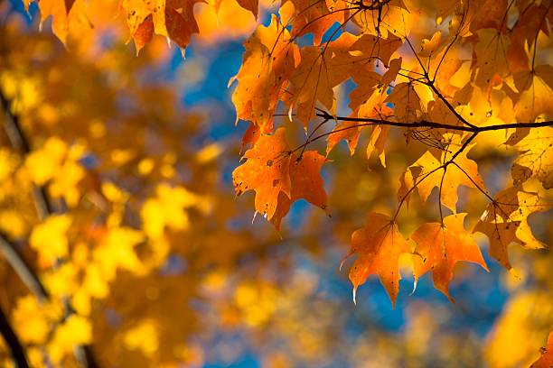 Changing autumn colors in a park in Michigan.