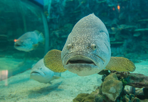 istock Photo of a tropical Fish 490084458