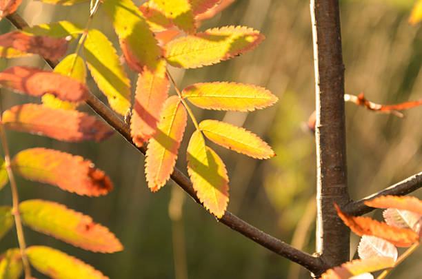 istock defocused abstract autumnal background with rowan leaves 490085338