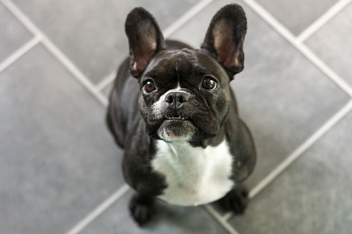 A French Bulldog (colour brindle with white) sitting on a tiled floor and facing the camera. Expecting treats or food. 