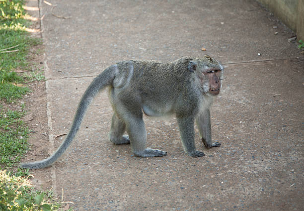 istock Monkey at Uluwatu, Bali, Indonesia 490098180