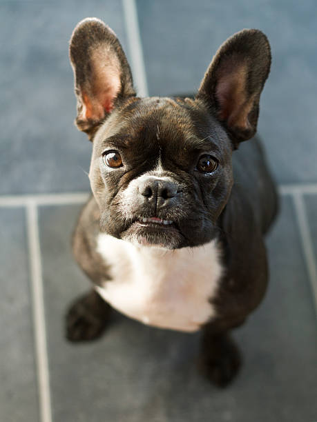 istock French Bulldog Looking Upwards in an Interior Setting 490098342