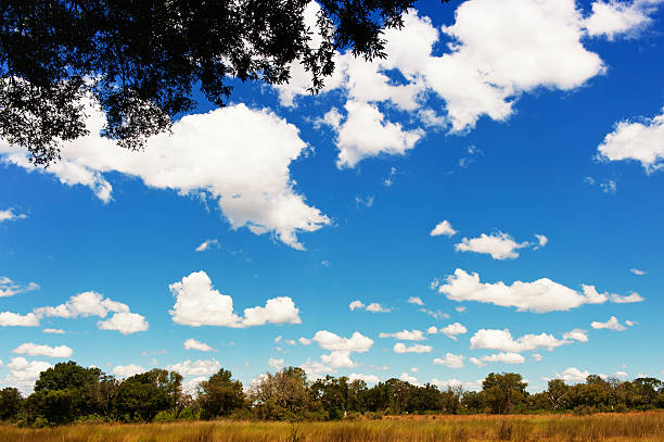 istock Landscape in the Chitabe Concession, Okavango Delyta,Botswana 490098592