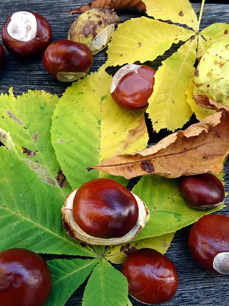 Chestnuts in fall.