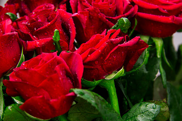 czerwona róża tea company, róży kwiat, czerwone tło, bez szwu, - rose bouquet red rose tea company red zdjęcia i obrazy z banku zdjęć