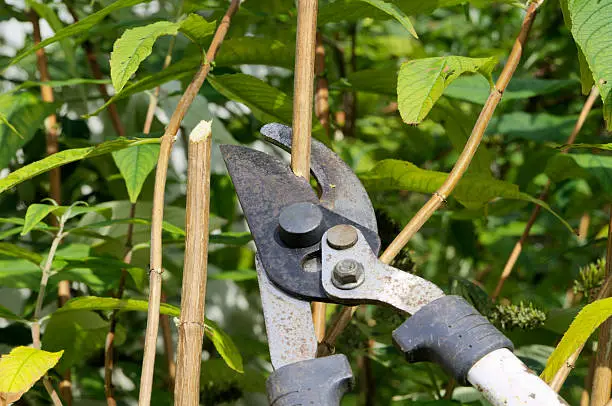 Pruning a buddleia bush with loppers