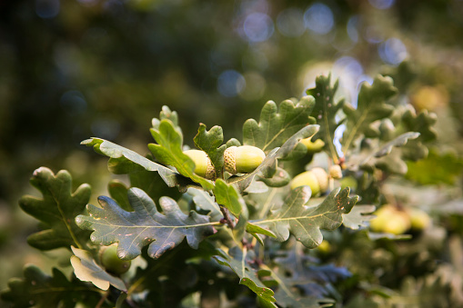 english oak twig with acorns in autumn.