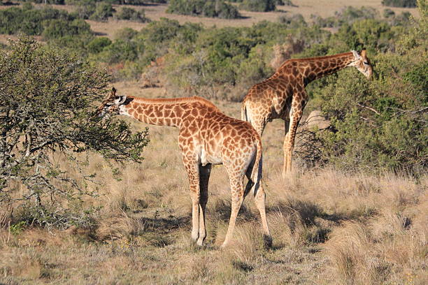 жирафов ест - addo elephant national park фотографии стоковые фото и изображения