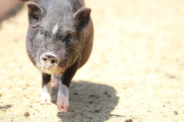 Black Pig Berkshire Black Piglet in an outdoor pen berkshire pig stock pictures, royalty-free photos & images