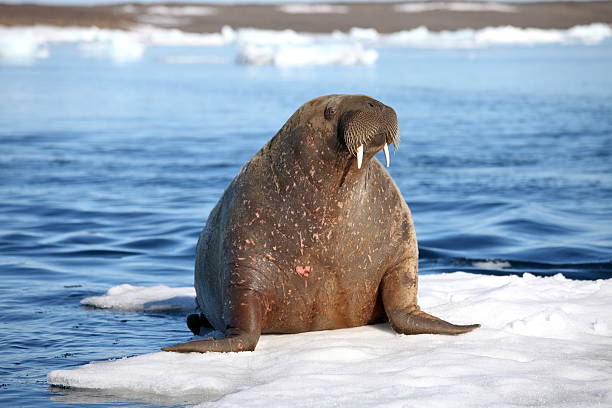 Walrus cow Walrus cow on ice floe walrus stock pictures, royalty-free photos & images