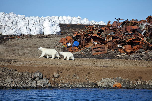 urso polar ártico sobrevivência em - toxic waste toxic substance drum barrel imagens e fotografias de stock