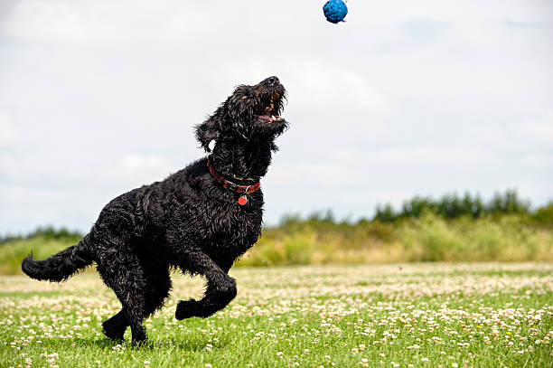 istock Playful mixed-breed dog trying to catch the ball 490108732
