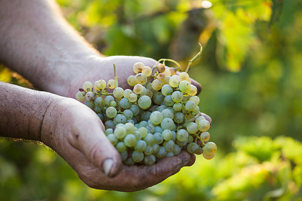 istock Farmer's hands holding harvested grapes 490108978