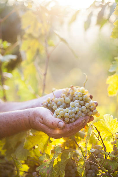 istock Farmer's hands holding harvested grapes 490109042