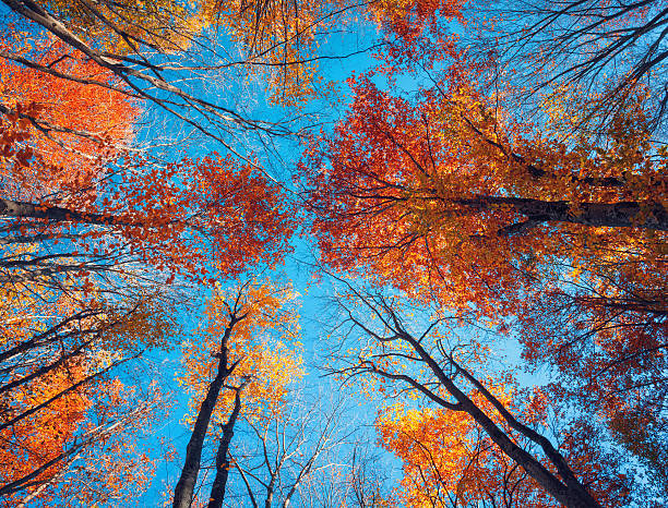 istock Autumn forest. Trees pattern. Looking up the blue sky. backgroun 490109440
