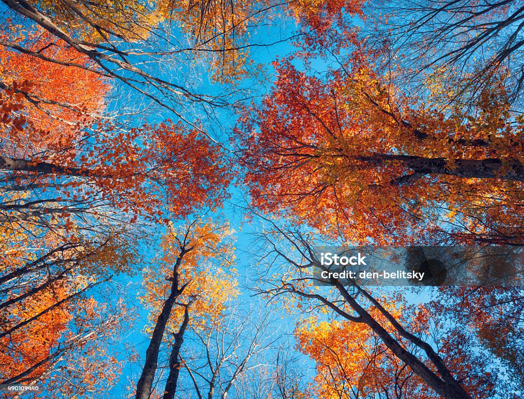 Autumn forest. Trees pattern. Looking up the blue sky. backgroun Autumn forest. Trees pattern. Looking up the blue sky. Nature background 2015 Stock Photo