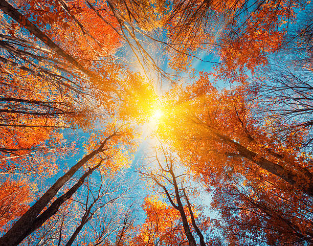 Autumn forest. Trees pattern. Looking up the blue sky. Nature background