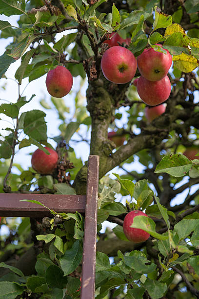 istock Apple tree close up to a batch of red apples 490110192
